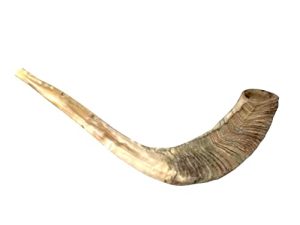 Shofar KOSHER traditionnel d'Israël 10 "- 12":